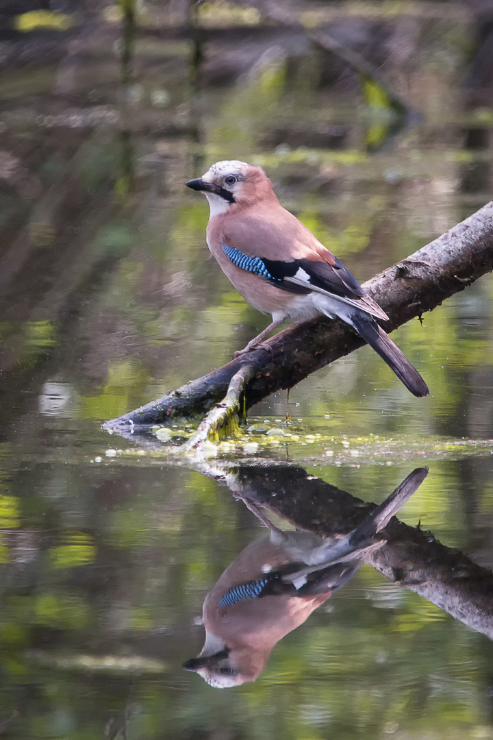 Eichelhäher - garrulus glandarius