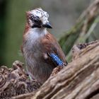 Eichelhäher (Garrulus glandarius)