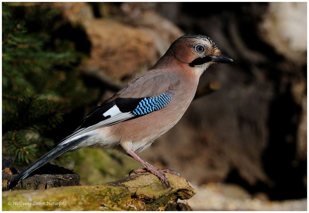 --- Eichelhäher --- ( Garrulus glandarius )