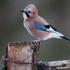 --- Eichelhäher ---    ( Garrulus glandarius )