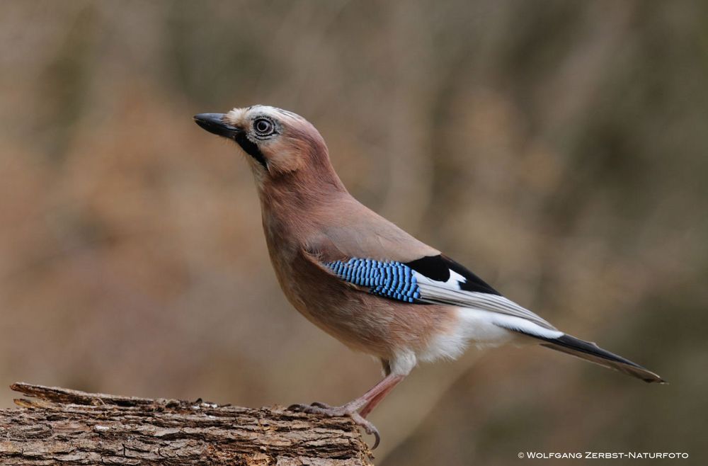 --- Eichelhäher --- ( Garrulus glandarius )