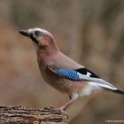 --- Eichelhäher --- ( Garrulus glandarius )