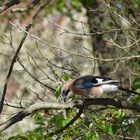 Eichelhäher (Garrulus glandarius)