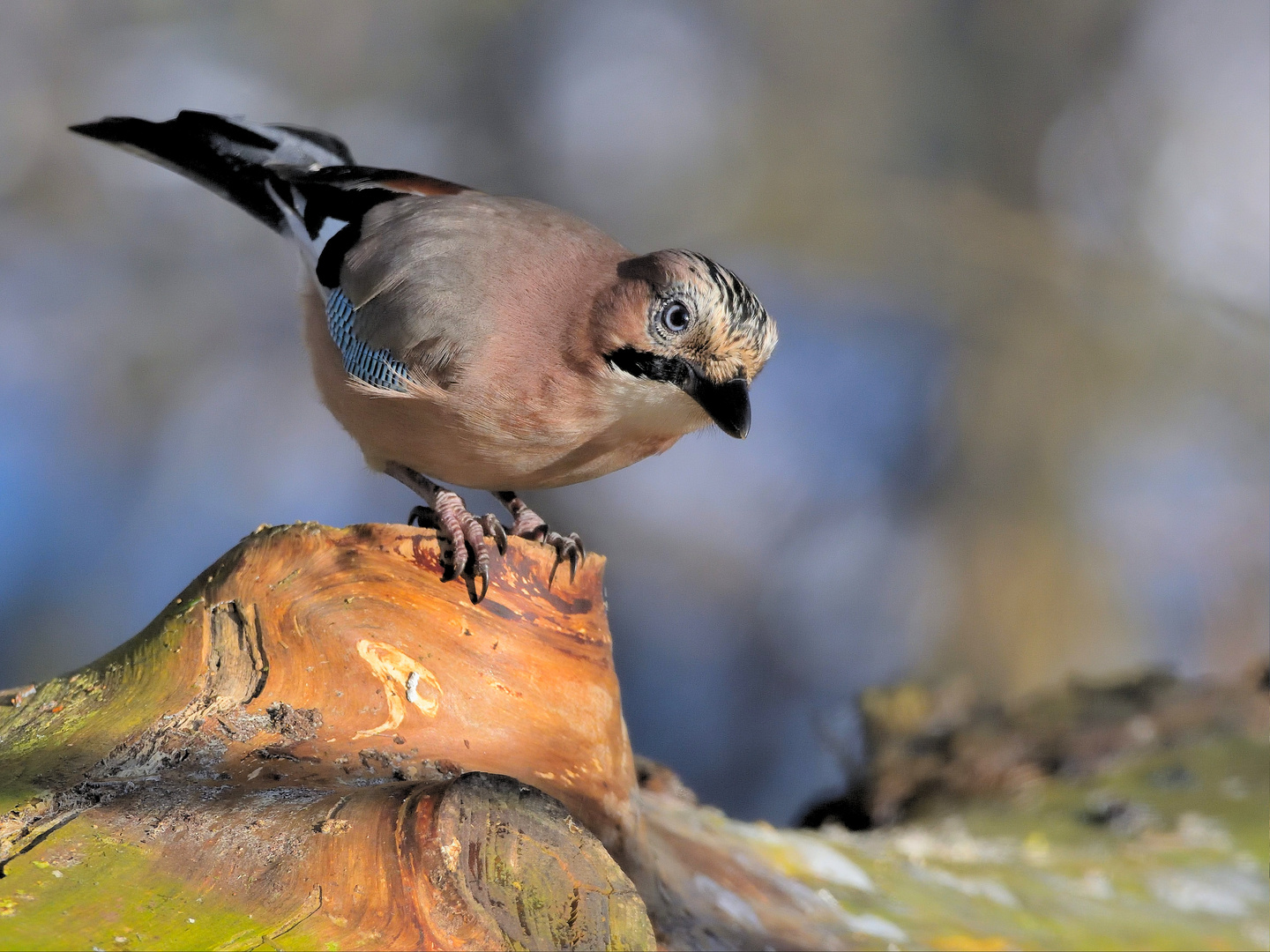 Eichelhäher (Garrulus glandarius)