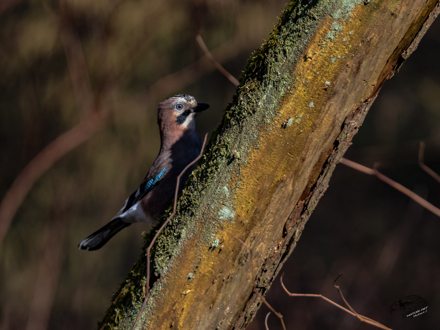 Eichelhäher (Garrulus glandarius)