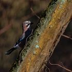 Eichelhäher (Garrulus glandarius)