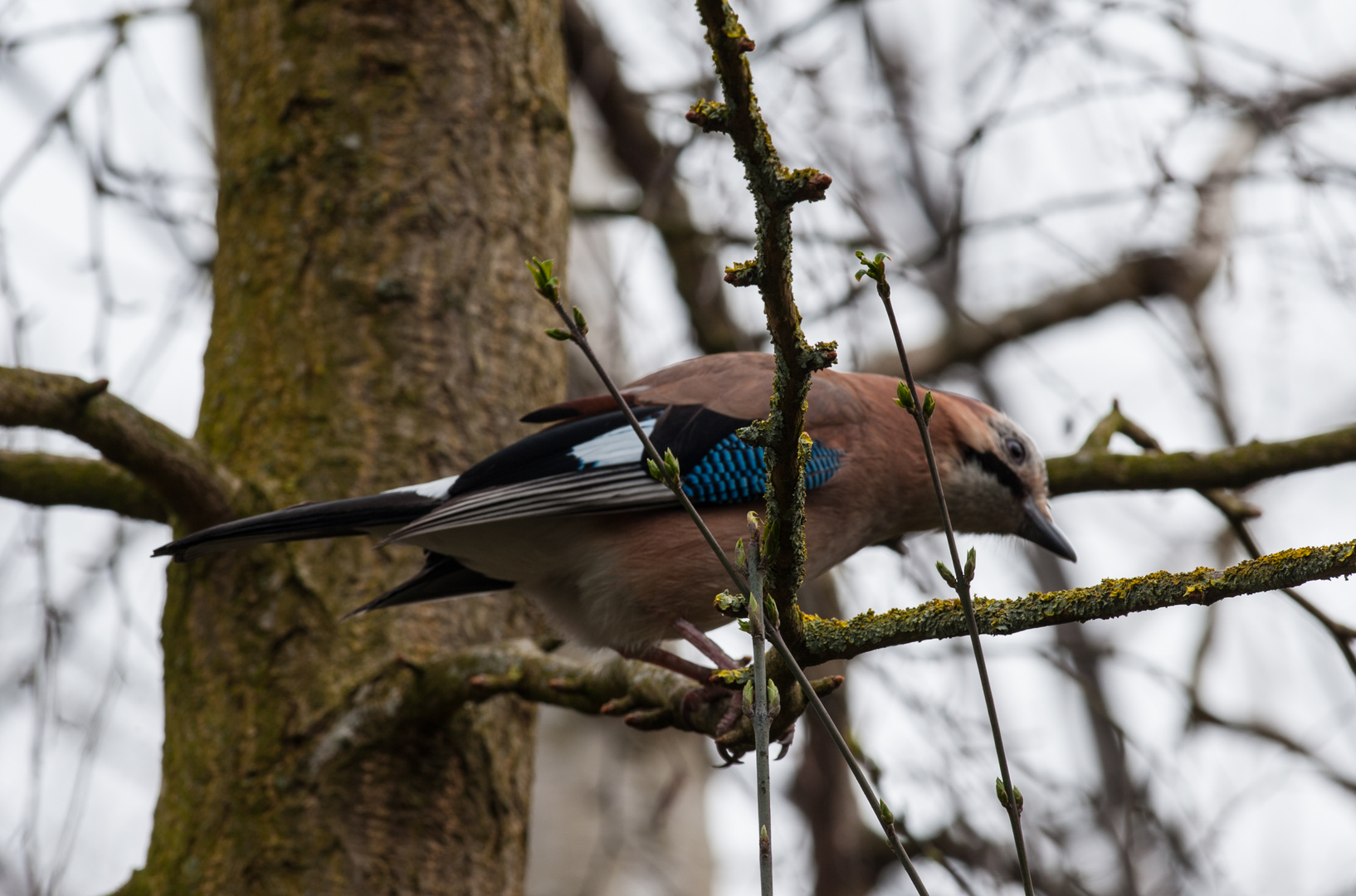 Eichelhäher, Garrulus glandarius