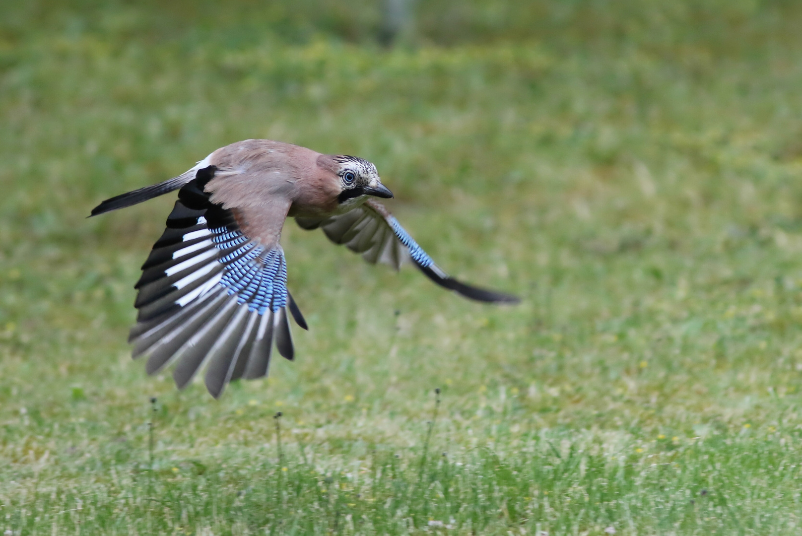 Eichelhäher (Garrulus glandarius)