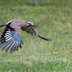 Eichelhäher (Garrulus glandarius)