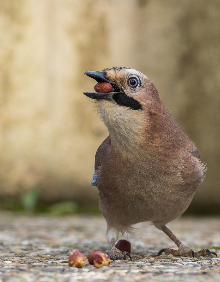 Eichelhäher-Garrulus glandarius...