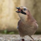 Eichelhäher-Garrulus glandarius...