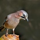 Eichelhäher (Garrulus glandarius)