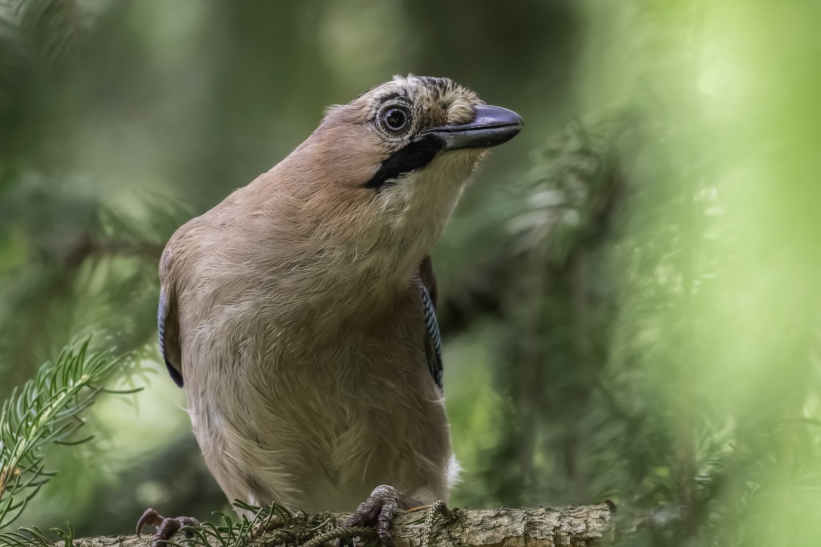 Eichelhäher (Garrulus glandarius)