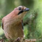 Eichelhäher (Garrulus glandarius)