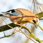 Eichelhäher - Garrulus glandarius