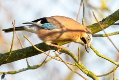 Eichelhäher - Garrulus glandarius