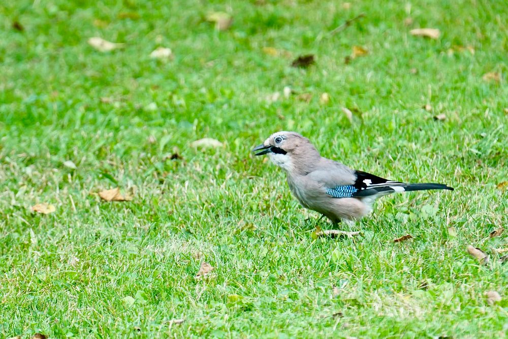 Eichelhäher (Garrulus glandarius)