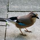 Eichelhäher (Garrulus glandarius)