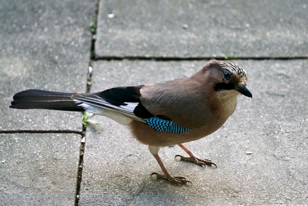 Eichelhäher (Garrulus glandarius)