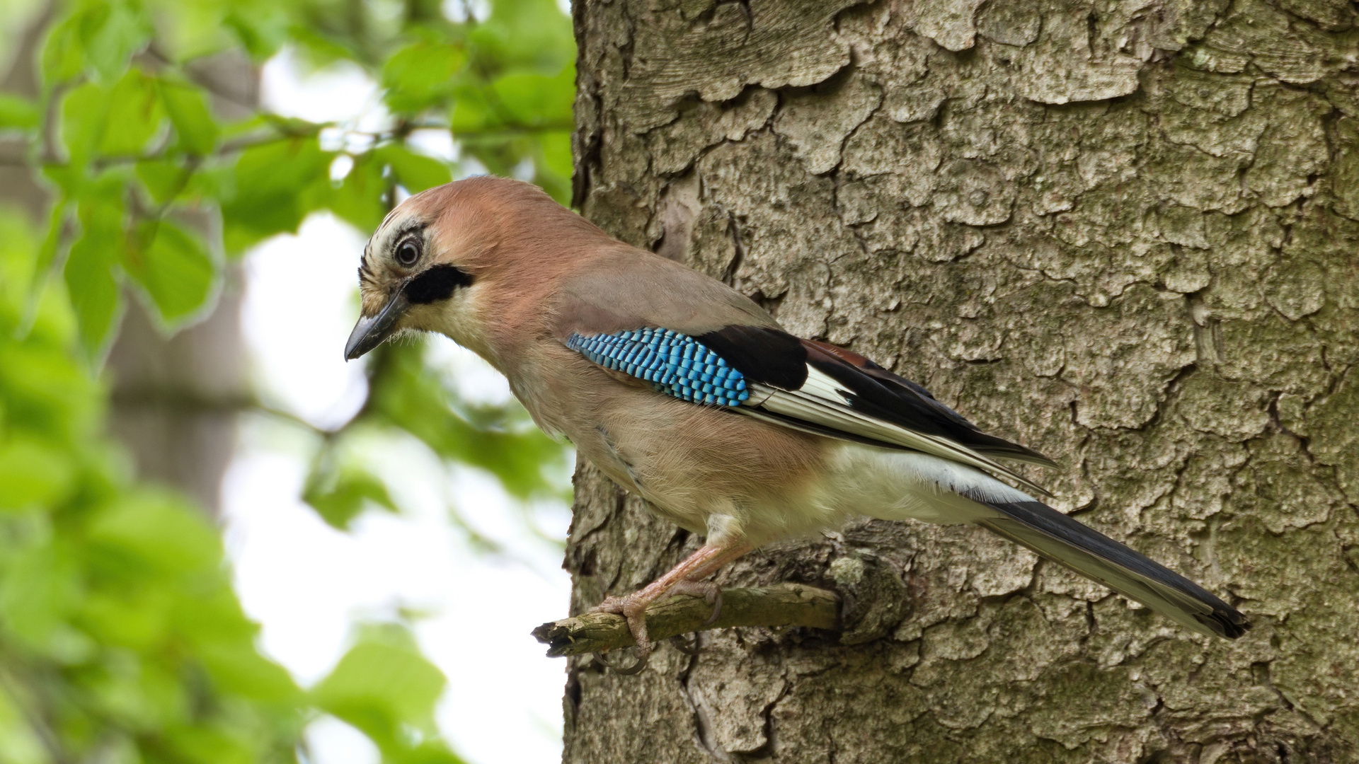 Eichelhäher (Garrulus glandarius)