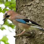 Eichelhäher (Garrulus glandarius)