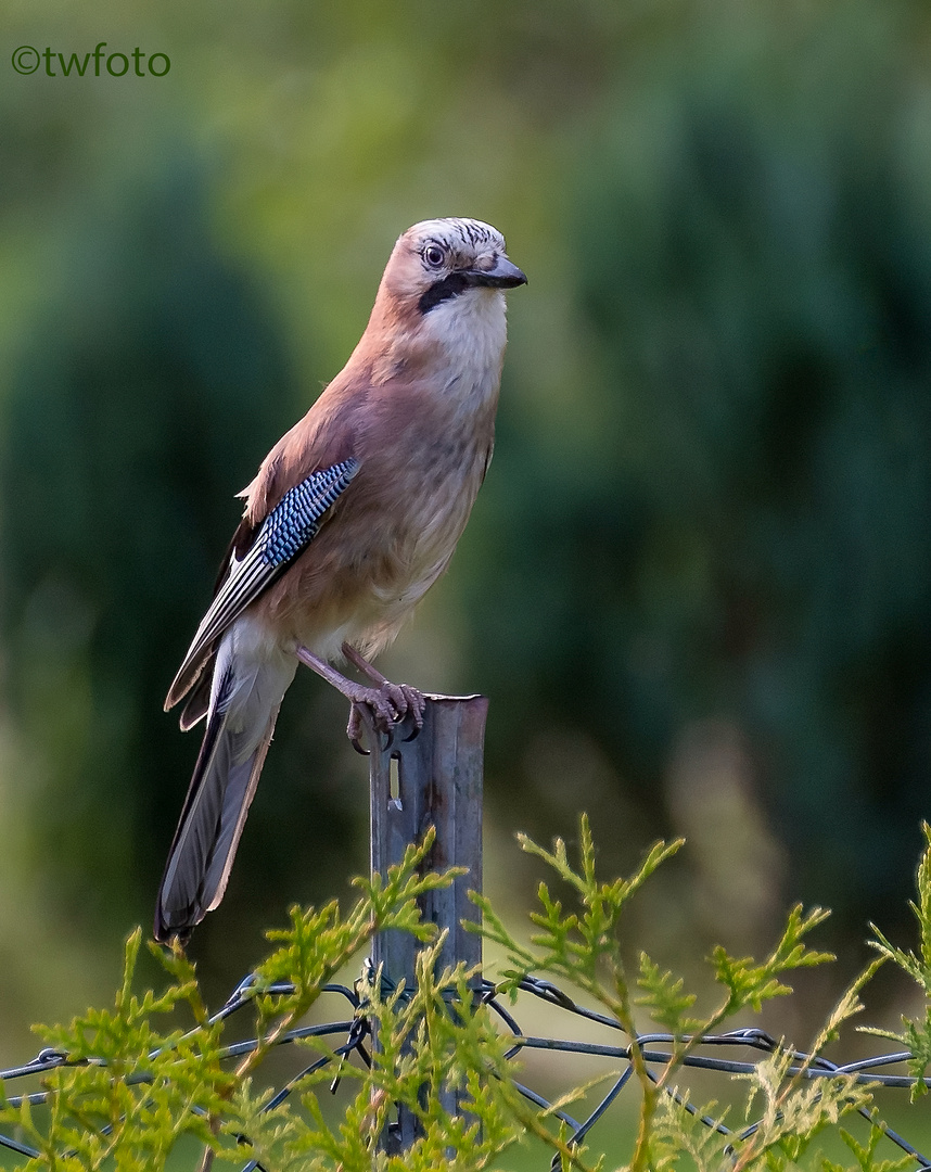 Eichelhäher (Garrulus glandarius)