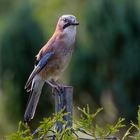 Eichelhäher (Garrulus glandarius)