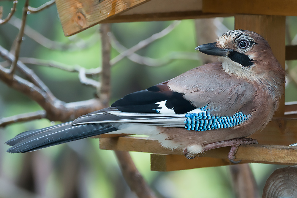 Eichelhäher - Garrulus glandarius