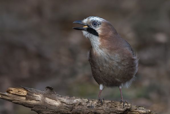 Eichelhäher (Garrulus glandarius) 