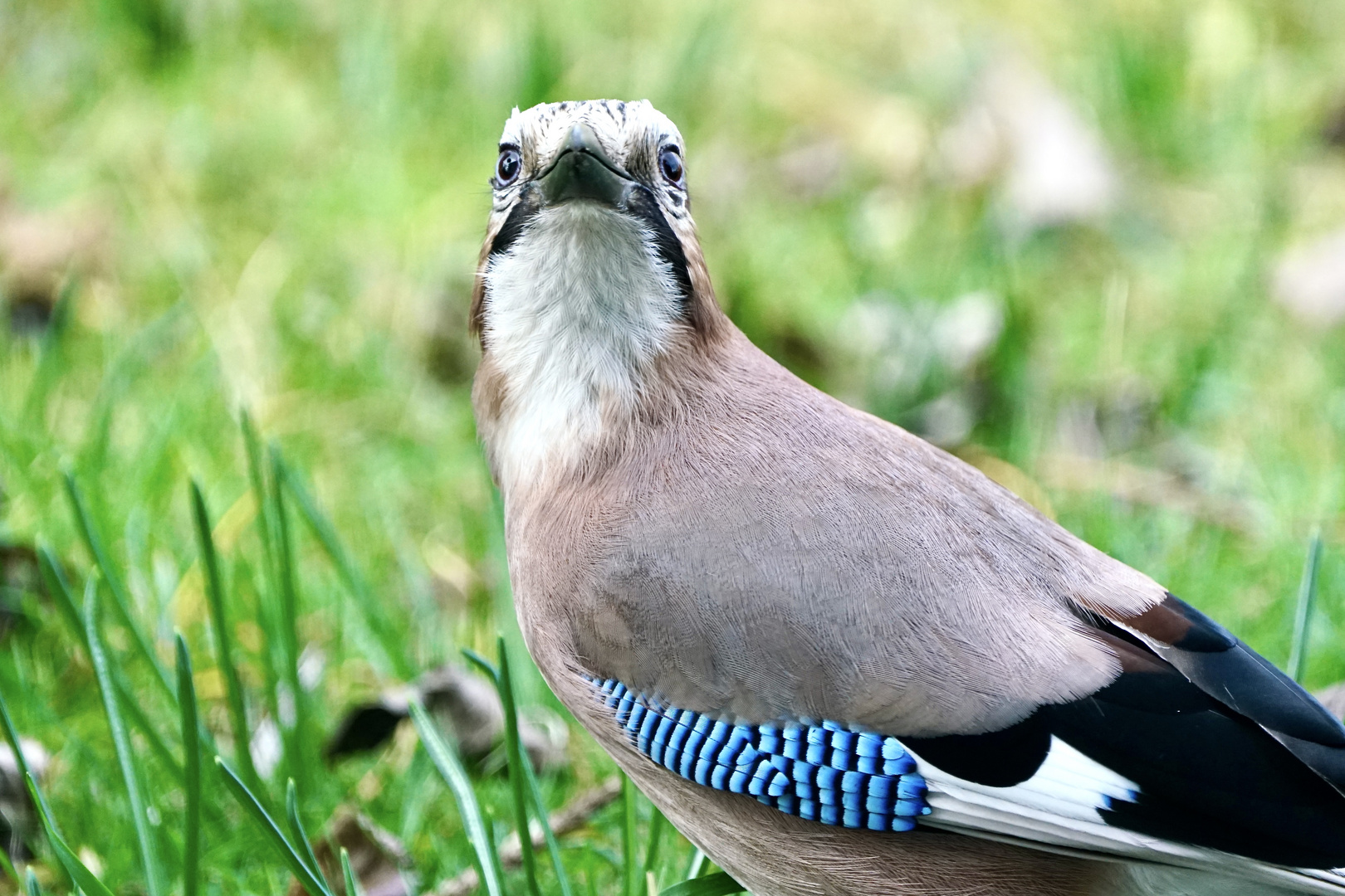 Eichelhäher (Garrulus glandarius)