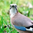 Eichelhäher (Garrulus glandarius)