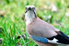 Eichelhäher (Garrulus glandarius)