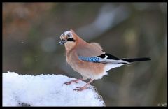 - Eichelhäher - ( Garrulus glandarius )