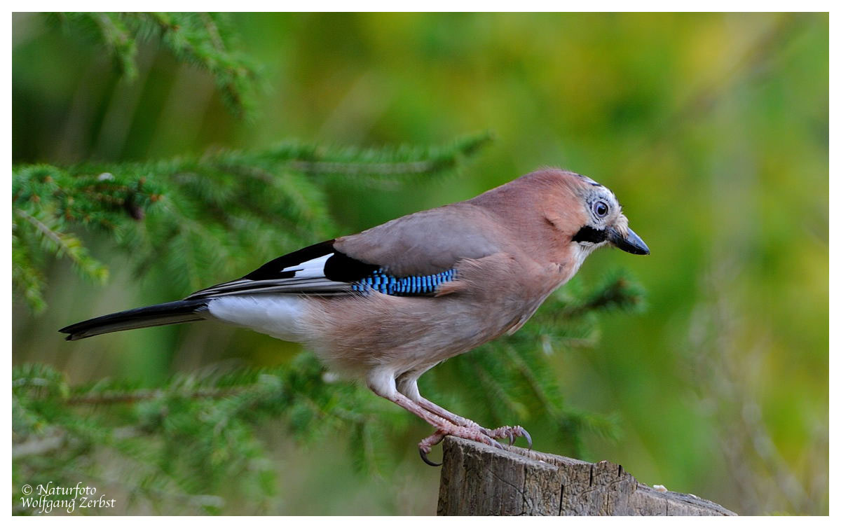 --- Eichelhäher --- ( Garrulus glandarius )