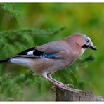 --- Eichelhäher --- ( Garrulus glandarius )