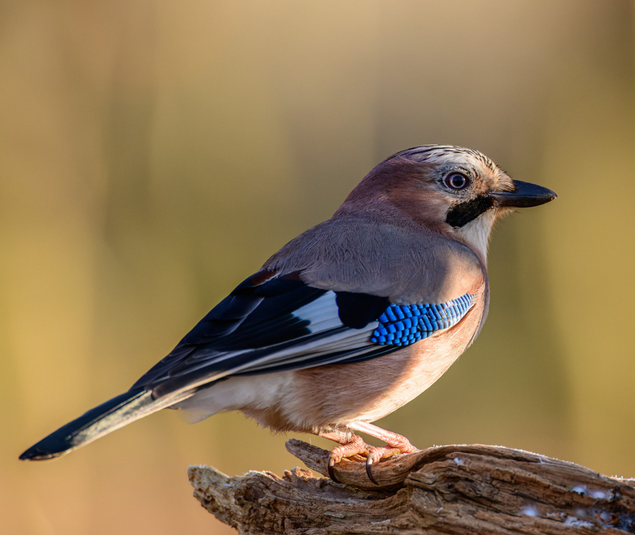 Eichelhäher - Garrulus glandarius