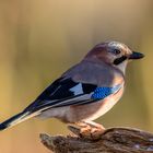 Eichelhäher - Garrulus glandarius