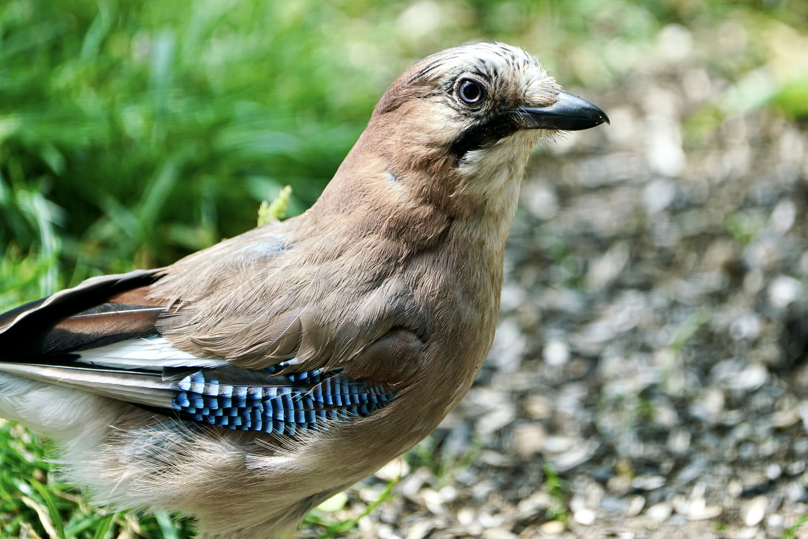 Eichelhäher (Garrulus glandarius)