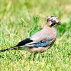 Eichelhäher (Garrulus glandarius)