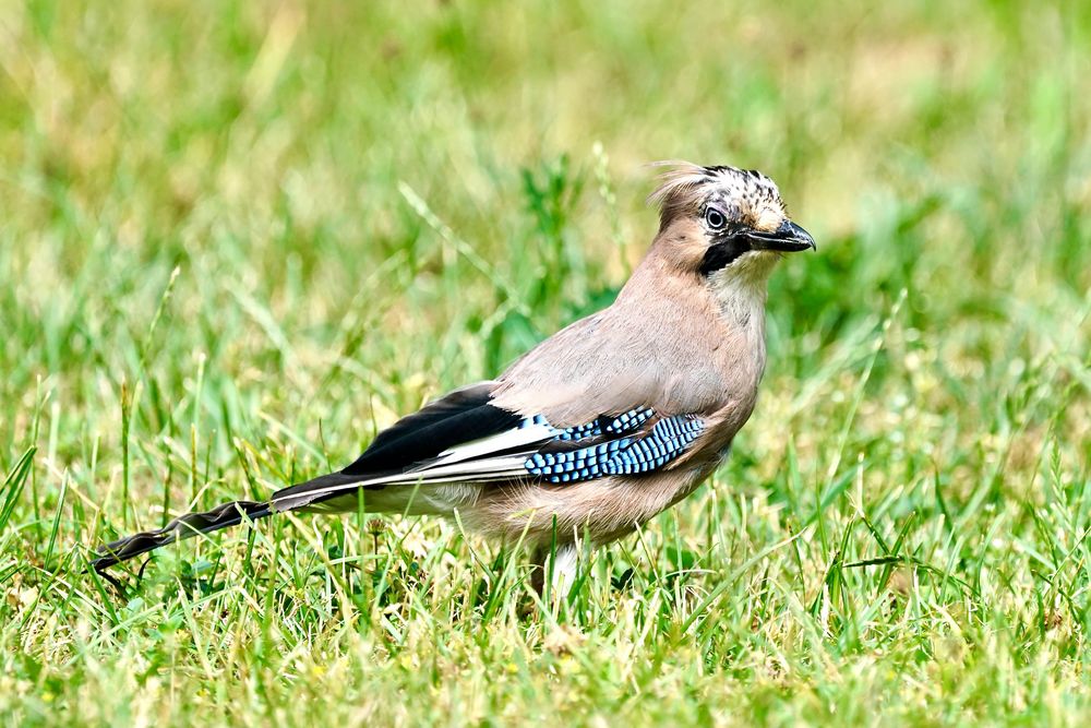 Eichelhäher (Garrulus glandarius)