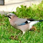 Eichelhäher (Garrulus glandarius)