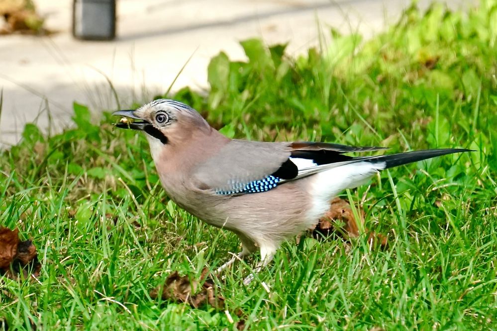 Eichelhäher (Garrulus glandarius)