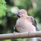 Eichelhäher (Garrulus glandarius) (2)