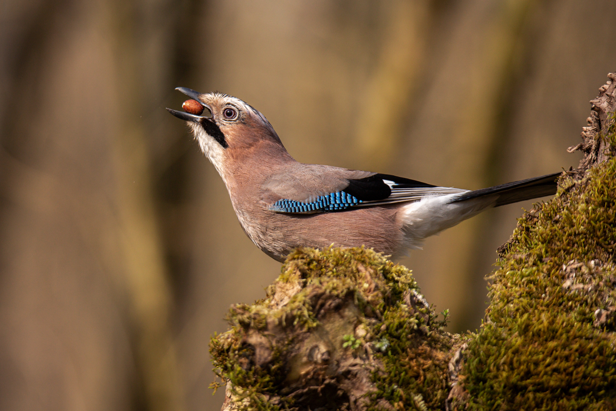 Eichelhäher (Garrulus glandarius) -2-