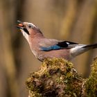 Eichelhäher (Garrulus glandarius) -2-