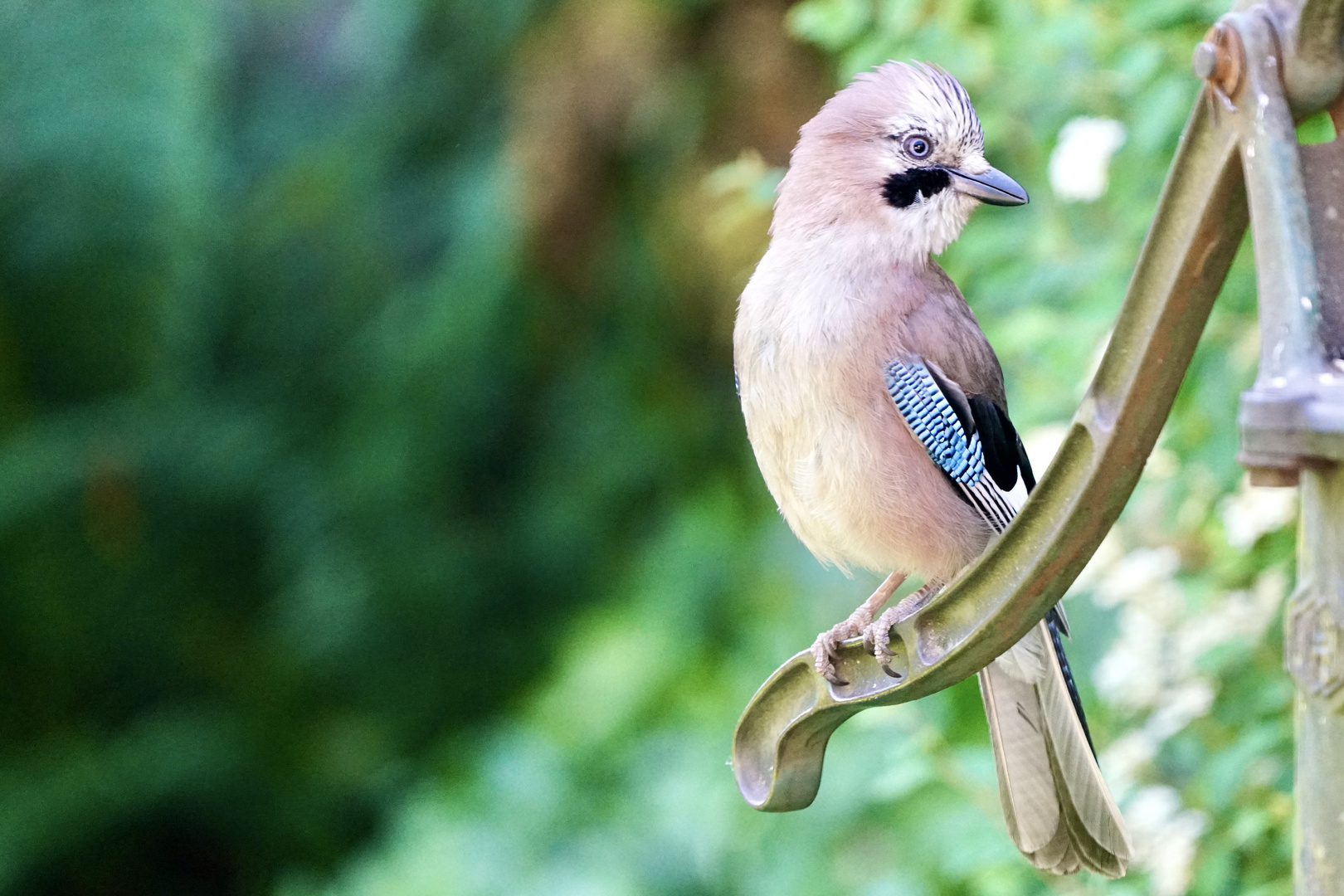 Eichelhäher (Garrulus glandarius)