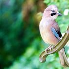 Eichelhäher (Garrulus glandarius)