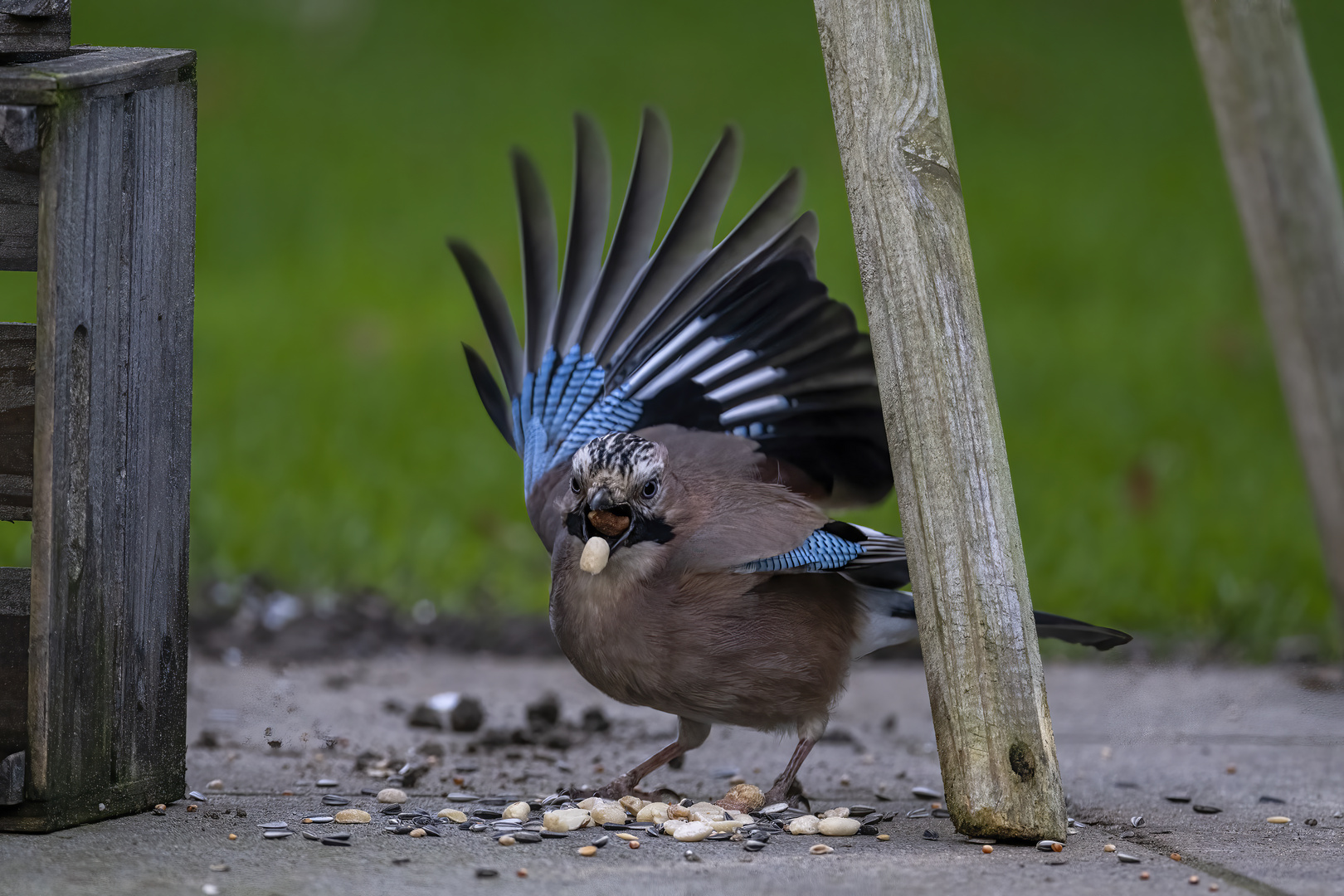 Eichelhäher (Garrulus glandarius)