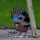 Eichelhäher (Garrulus glandarius)