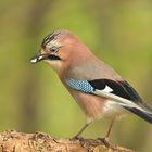 Eichelhäher (Garrulus glandarius)